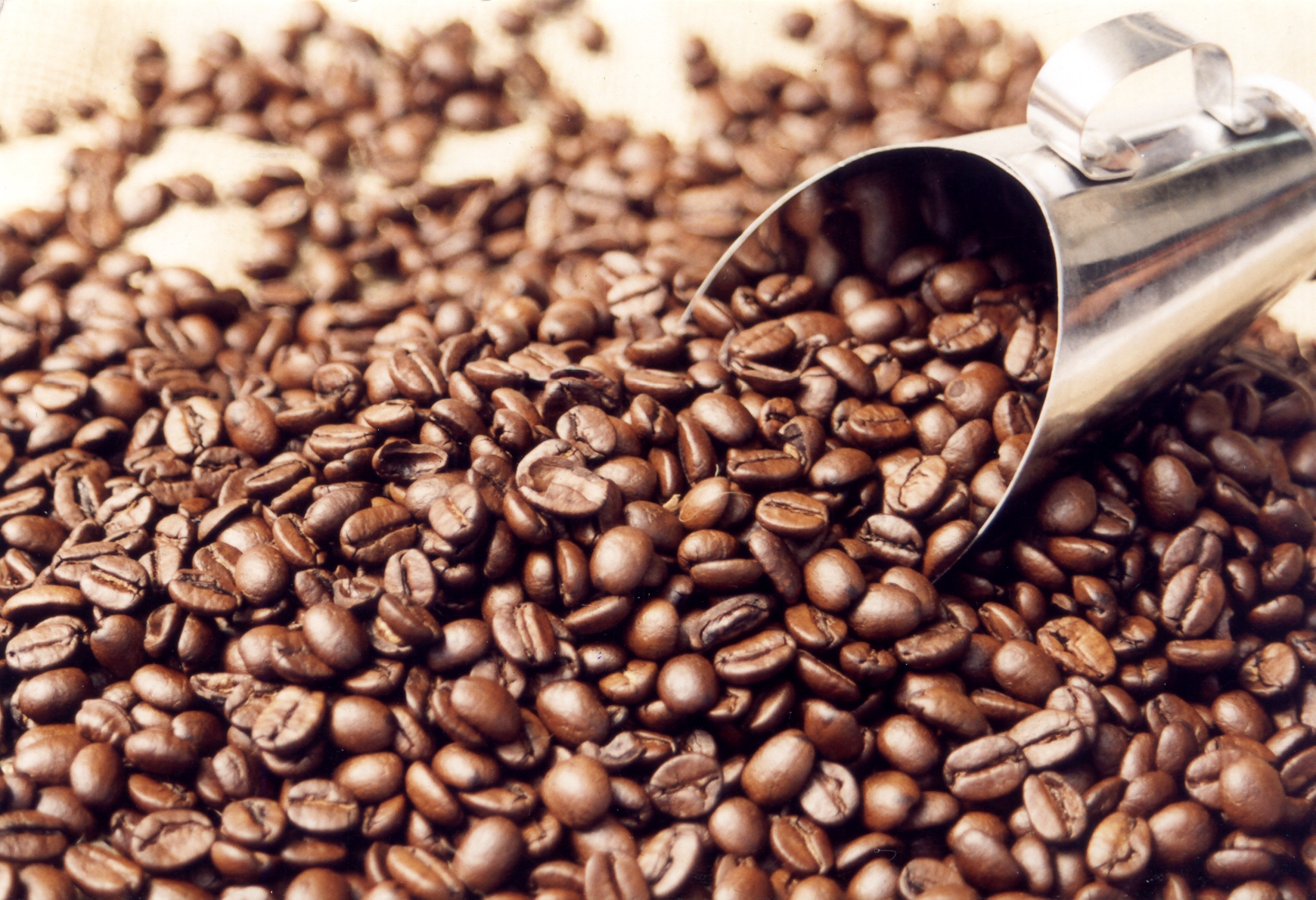 Café: Colheita atinge 15% entre cooperados da Cooxupé