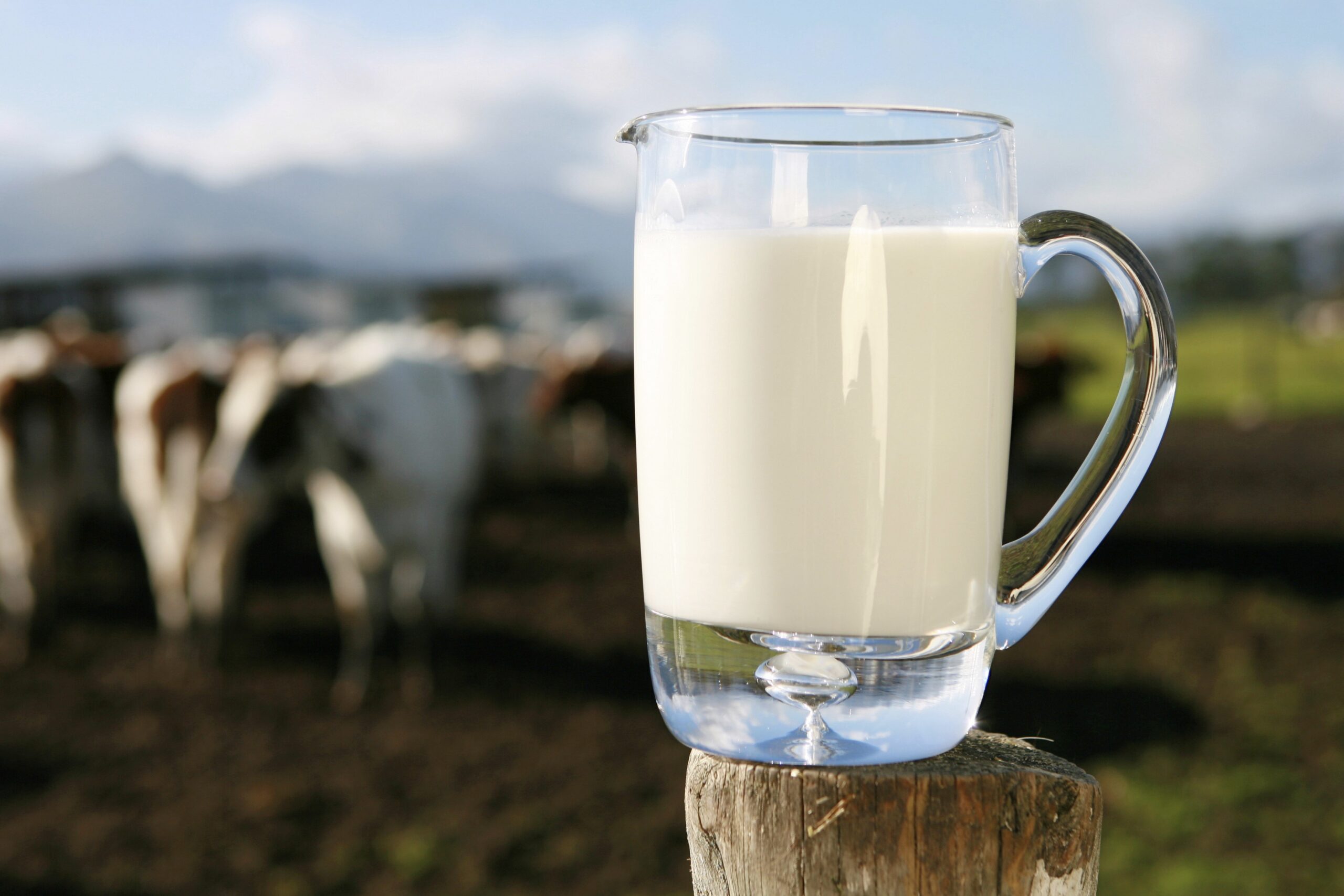 Maneiras de melhorar a produção de vacas de leite