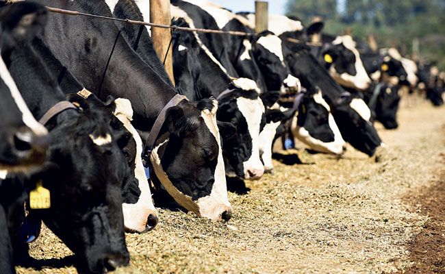 O uso de inoculantes no melhoramento da silagem