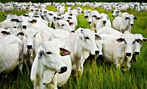 Informações fundamentais sobre manejo de gado que todo produtor deve saber