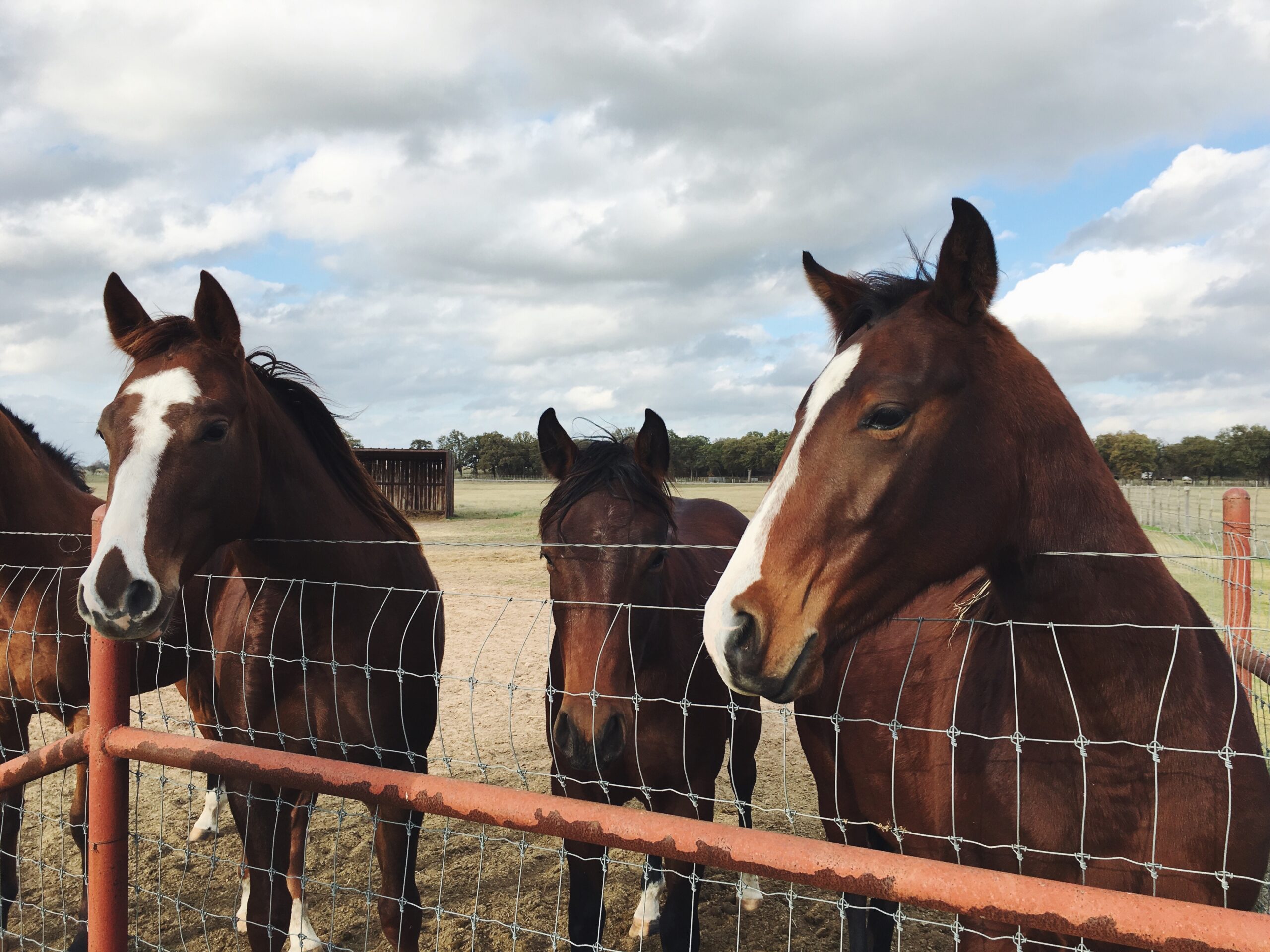 Anemia em cavalos: causas e tratamentos