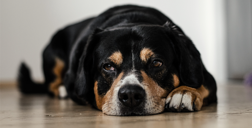 Leishmaniose visceral canina