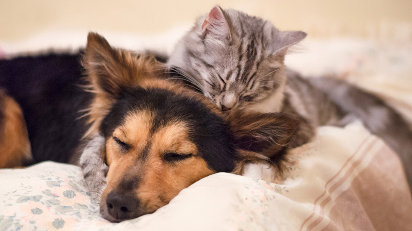 Úlcera e gastrite em cães e gatos