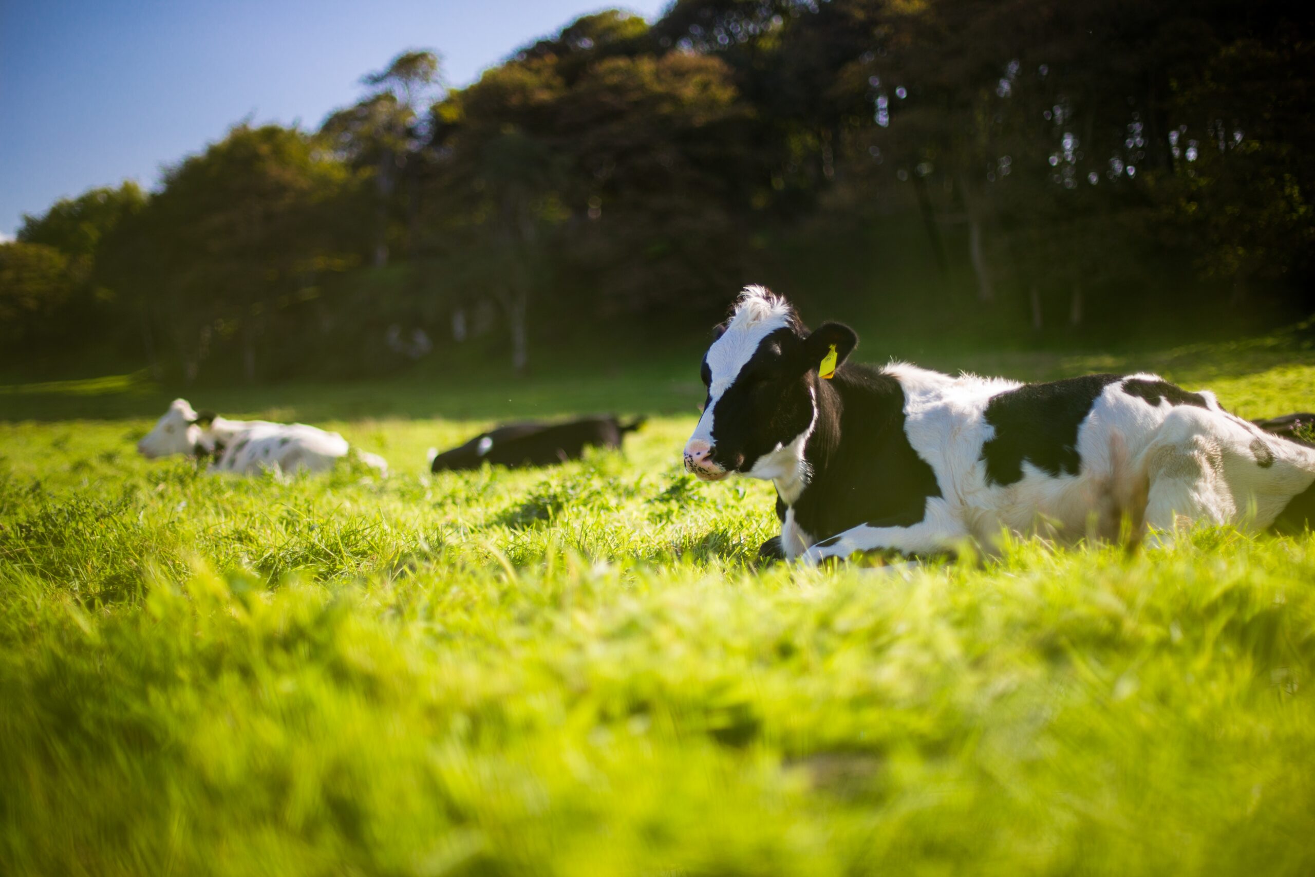 Protocolo de secagem – terapia da vaca seca: efetiva, eficaz e eficiente