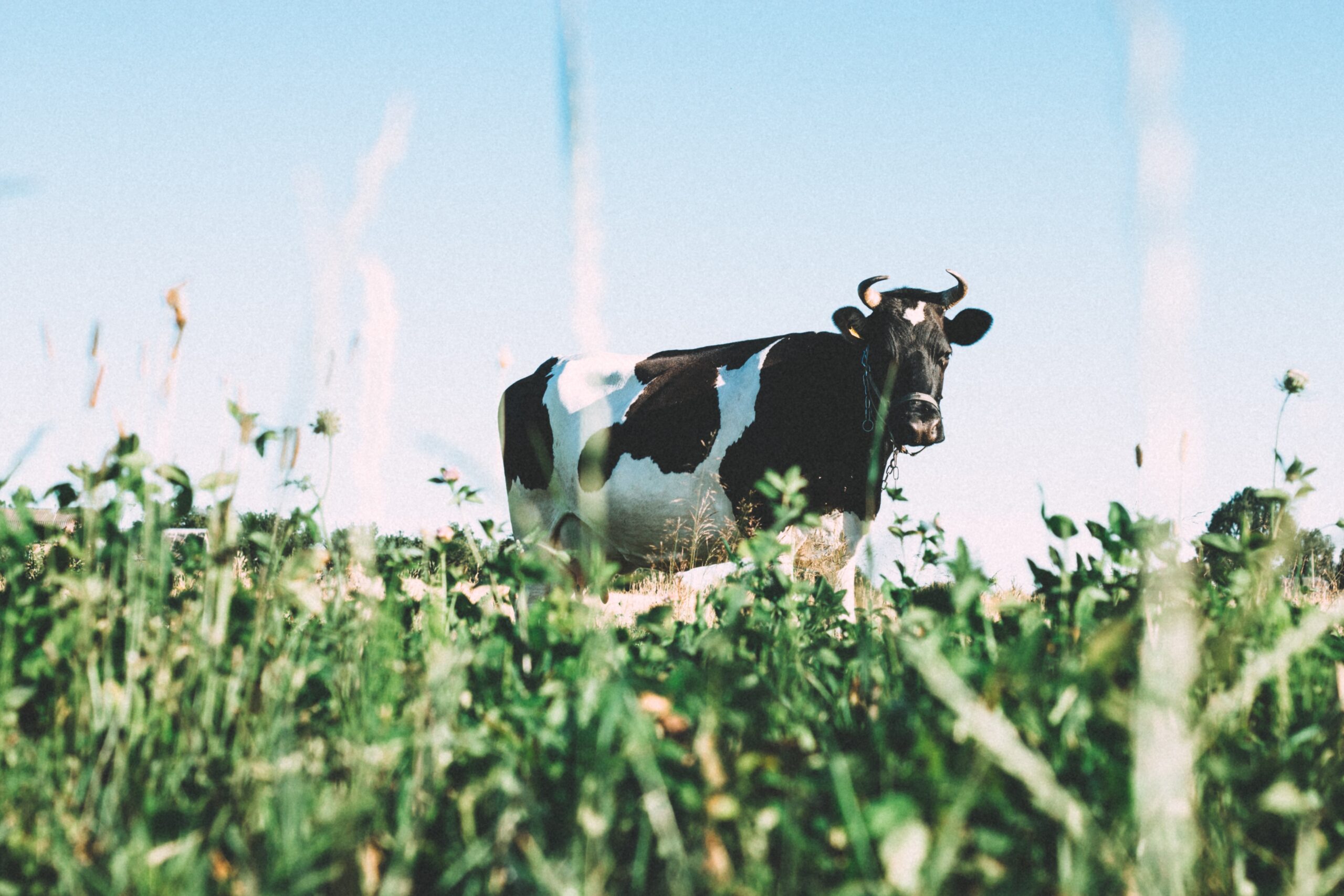 Uso de aditivos nutricionais na dieta de vacas leiteiras