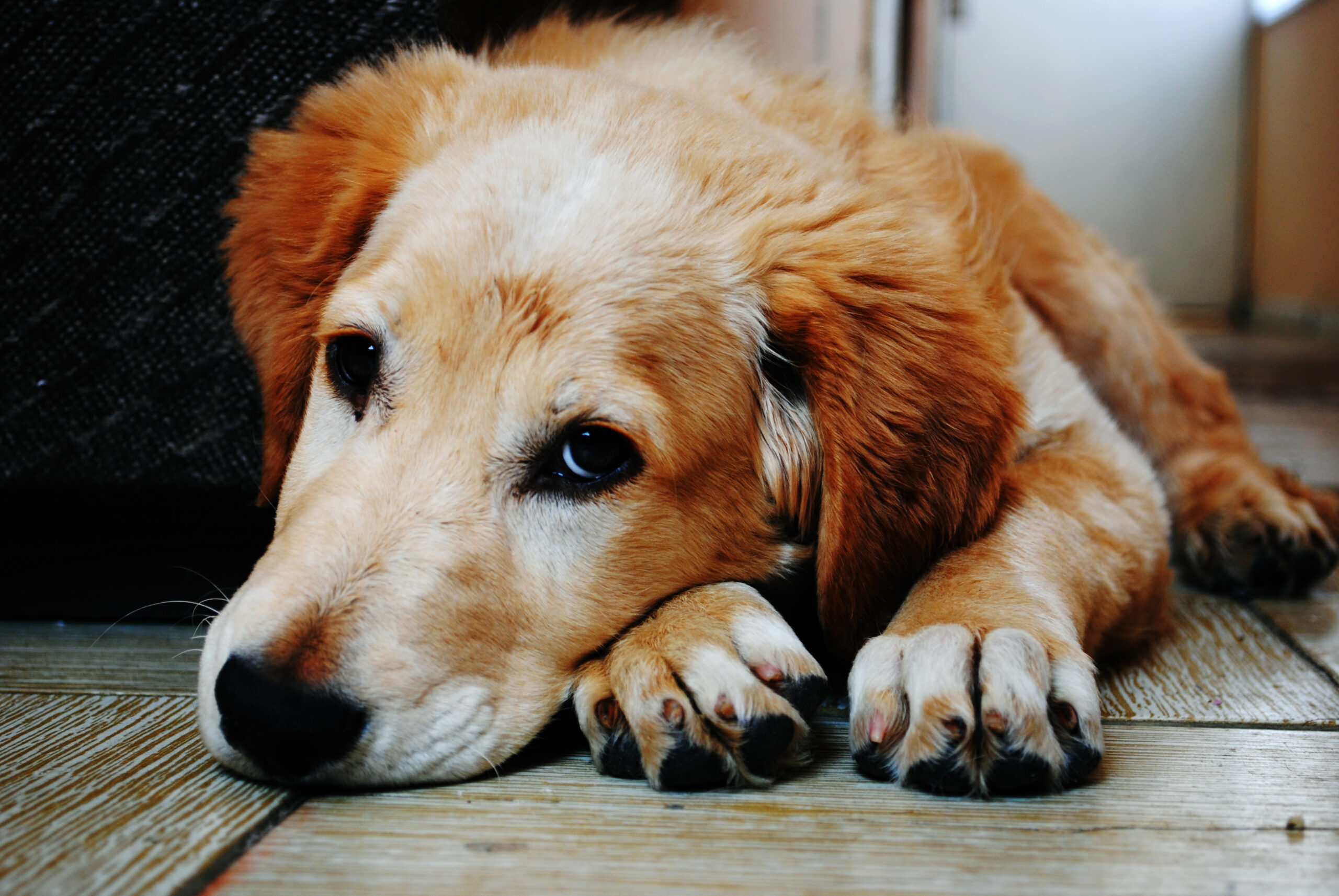 Cinomose canina