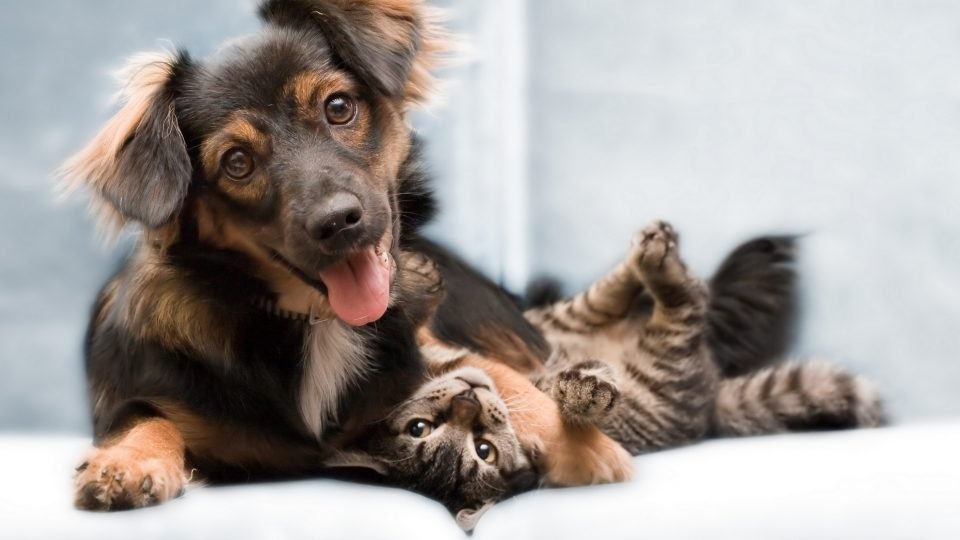 Atopia em cães e gatos