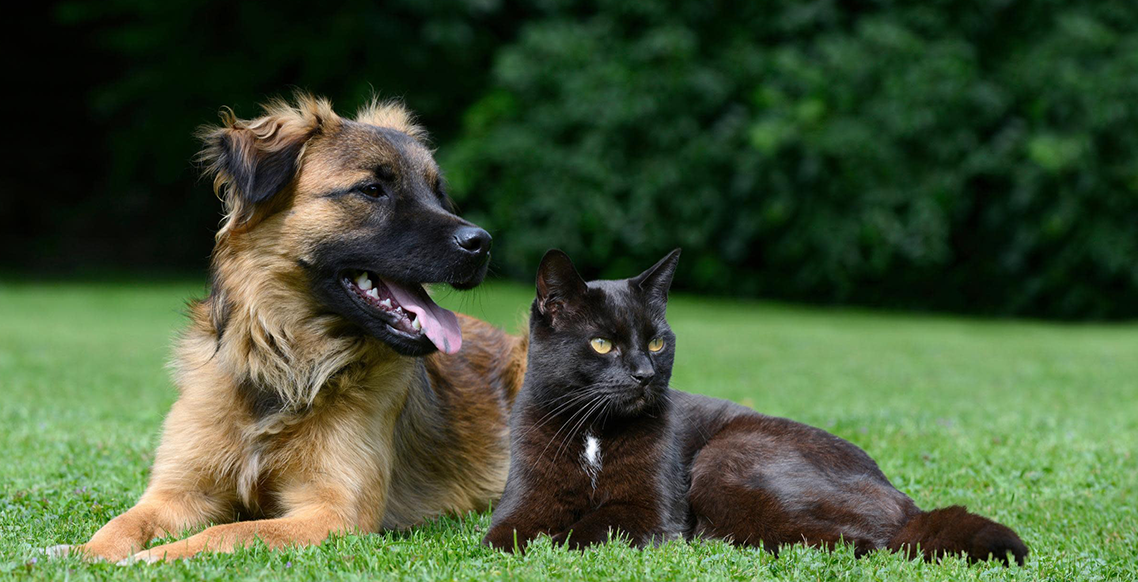 Alergia em cães e gatos