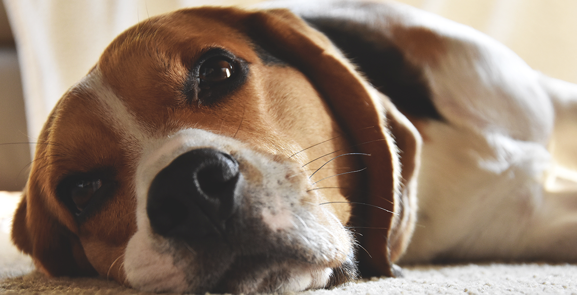 Giardíase Canina