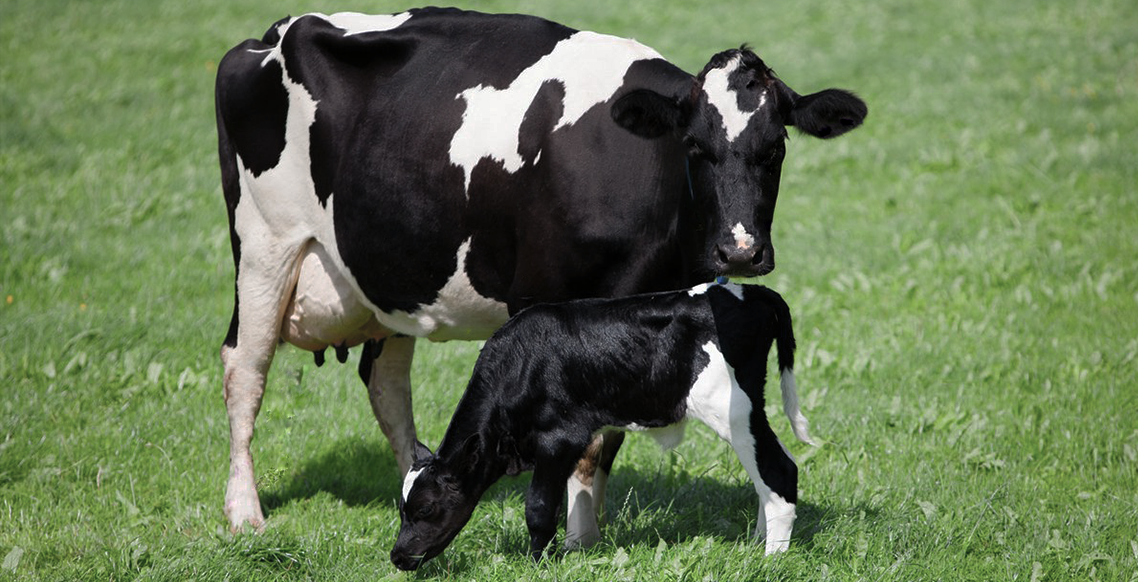 O que precisamos saber quando uma vaca esta próxima à parir