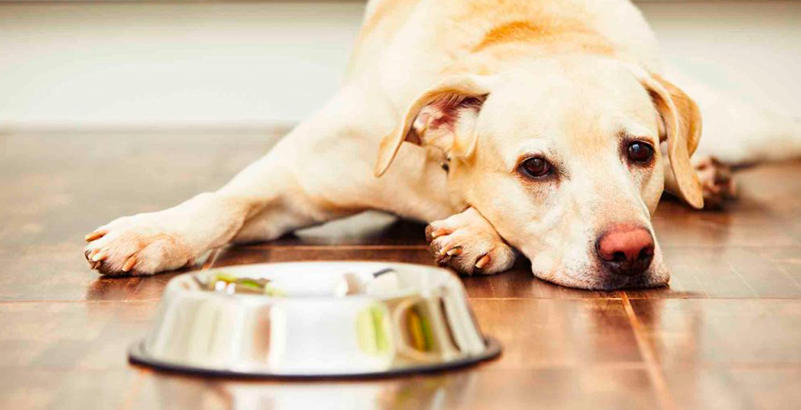 Distúrbios gastroentéricos em cães