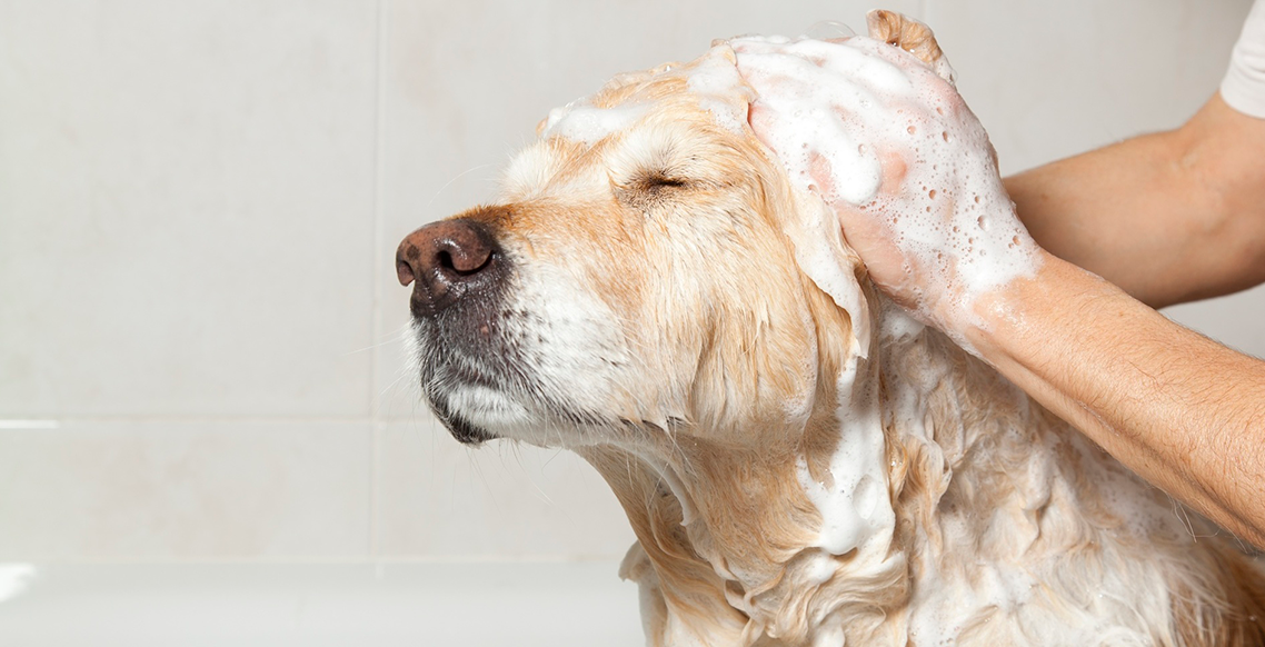 Seborreias em cães