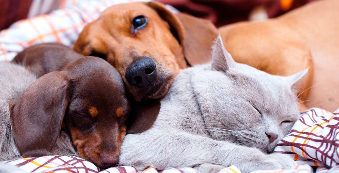 Otites em cães e gatos