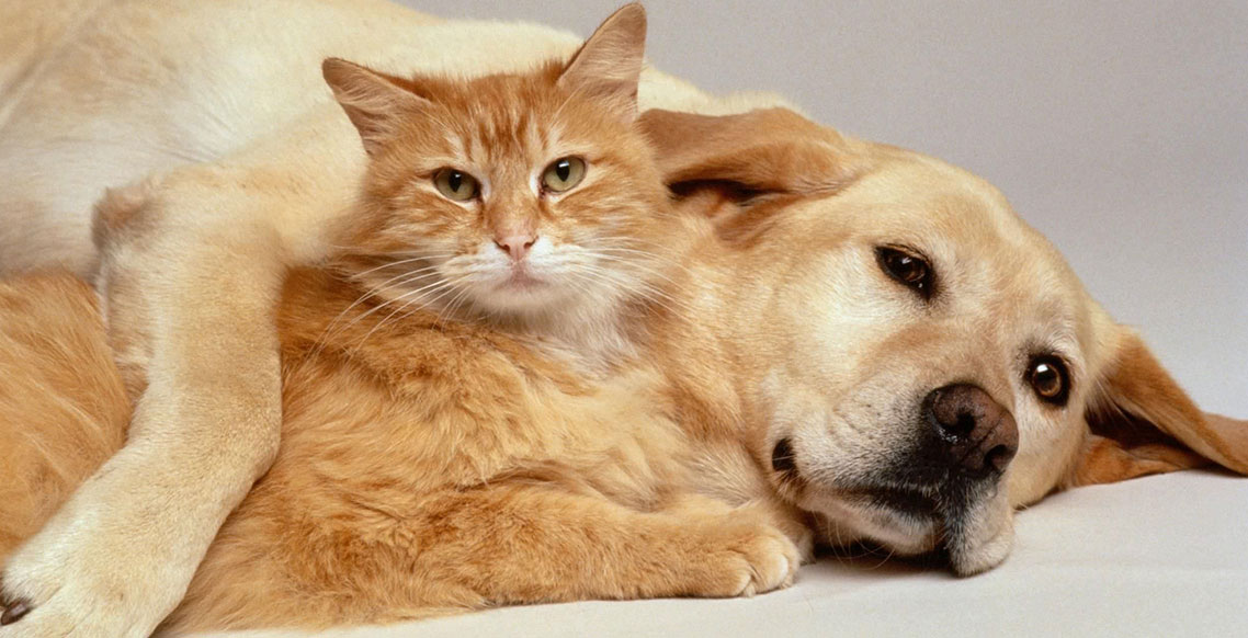 Verminose em Cães e Gatos
