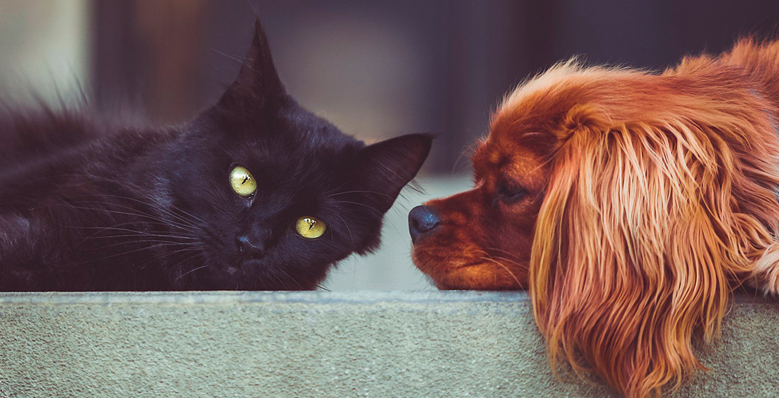 Intoxicações em cães e gatos
