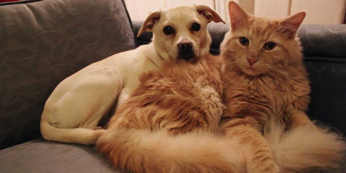 A importância da microchipagem nos cães e gatos