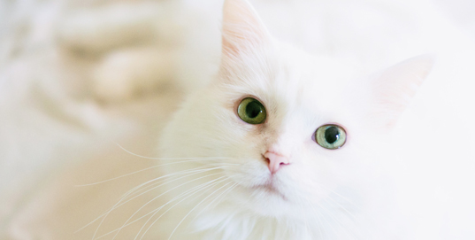 Bola de pelos em gatos: o que são e como prevenir esse problema?