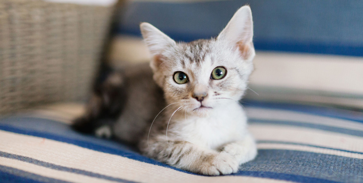 Felv Felina: entenda mais sobre a leucemia em gatos