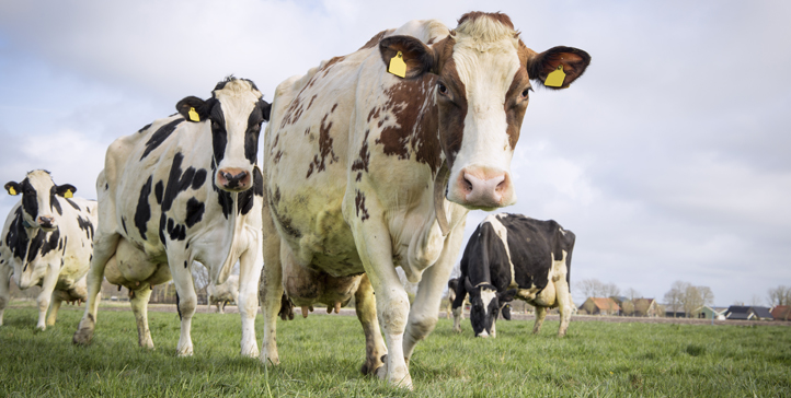 A importância dos cuidados no pré e pós parto das vacas