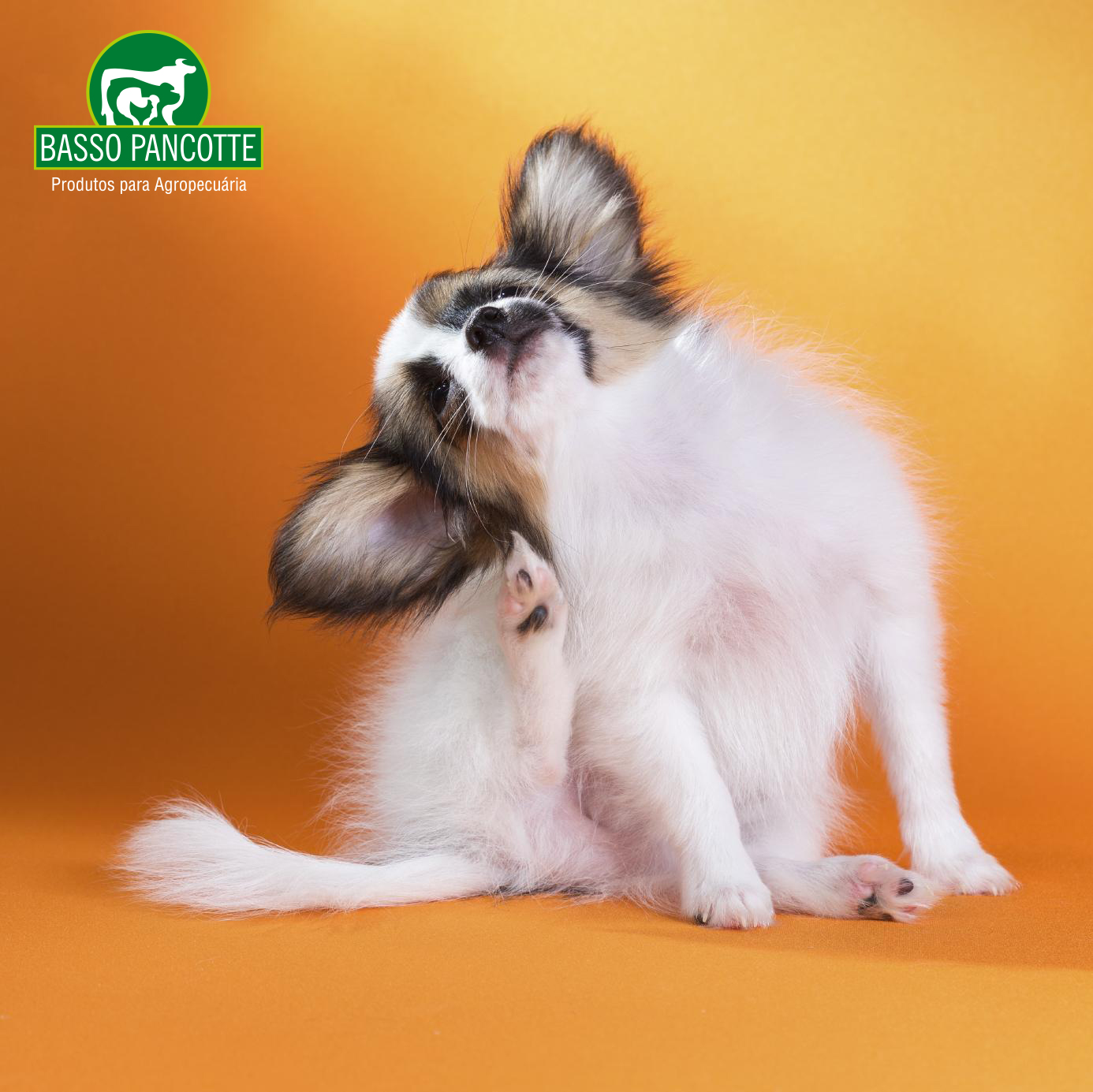 Coça daqui…coça dali… Não sei mais o que fazer para o meu animalzinho parar de se coçar!!