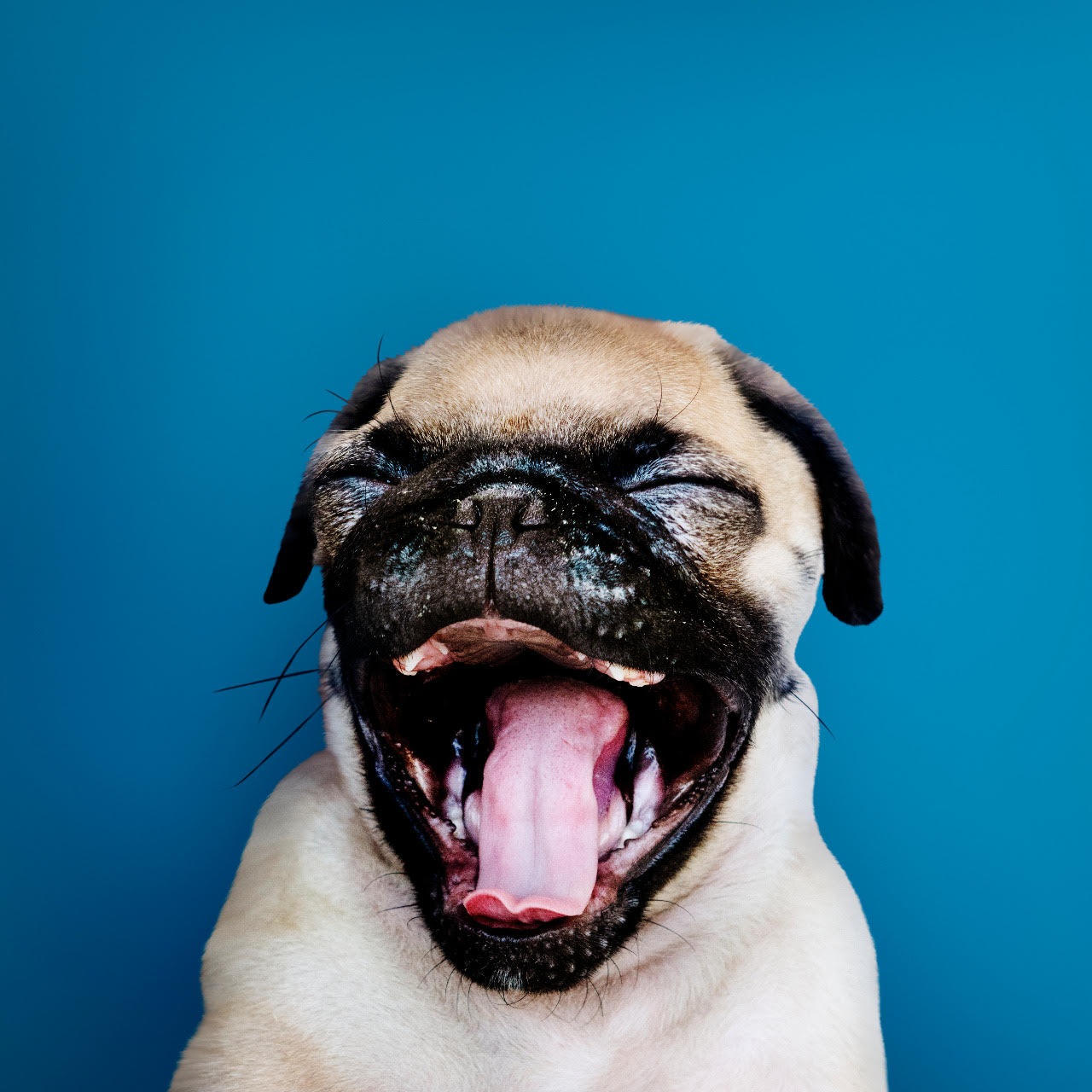 COMO CUIDAR BEM DOS SEUS PETS EM DIAS QUENTES?