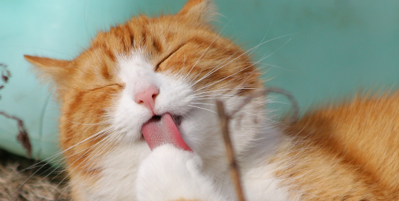 O Dia Mundial do Gato
