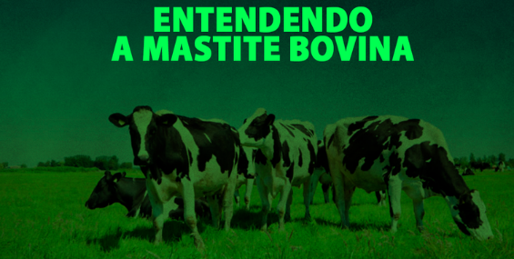 Entendendo a Mastite bovina