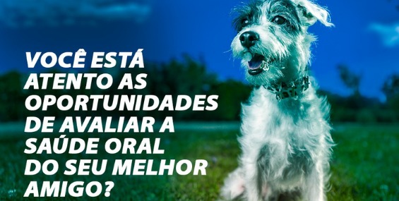 O MÉDICO VETERINÁRIO E A SAÚDE ORAL DO SEU PET