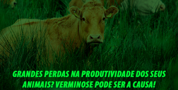 Verminose x Produção