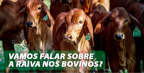Vamos falar sobre a raiva nos bovinos?