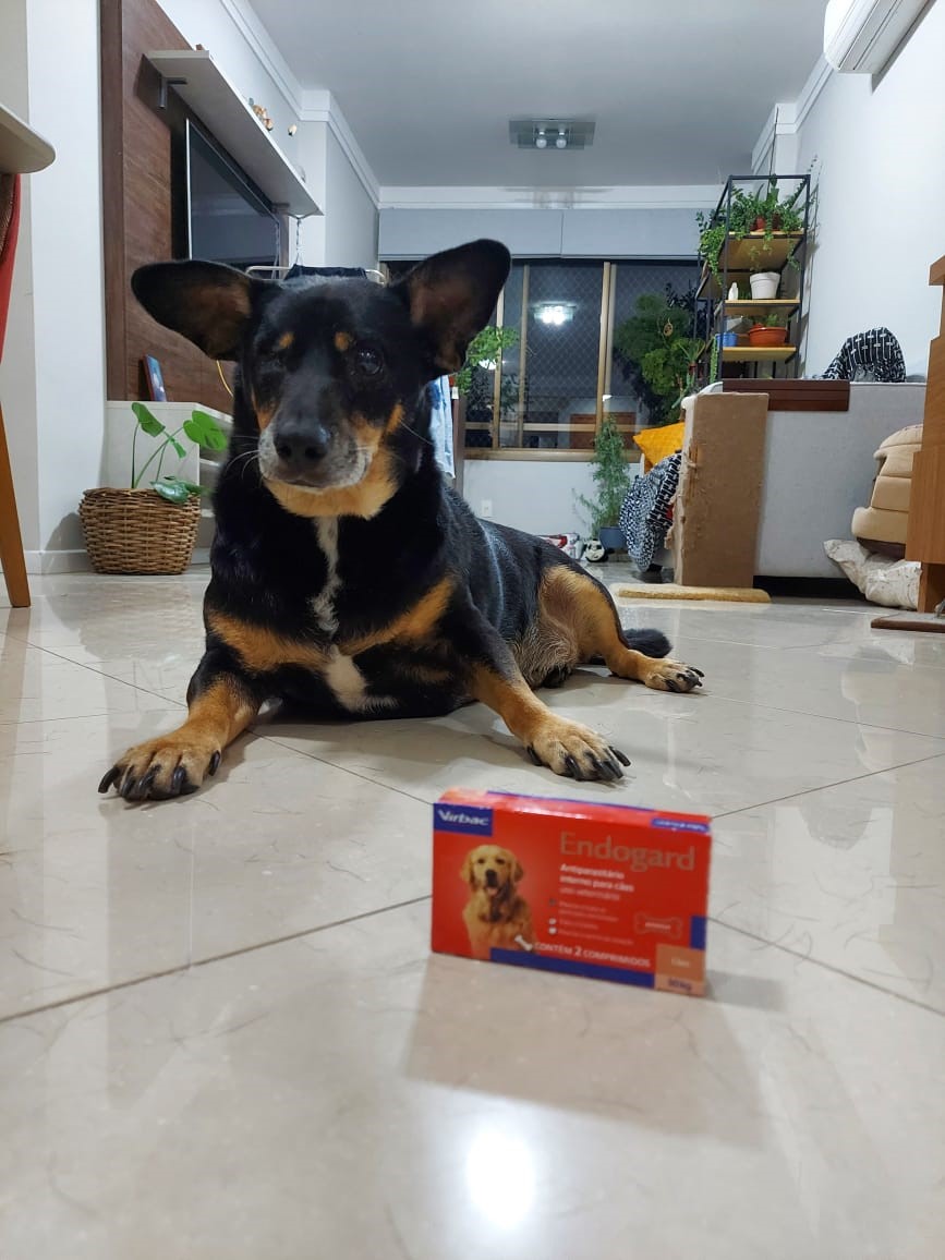 VOCÊ MANTÉM A DESVERMIFUGAÇÃO DO SEU PET EM DIA? E JÁ CONHECE O ENDOGARD DA VIRBAC?