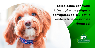 Saiba como controlar infestações de pulgas e carrapatos do seu pet, e evite a transmissão de doenças!