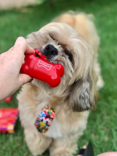 A importância de vermifugar seu cãozinho com Endogard