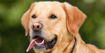 O que fazer quando meu pet tem problemas de cartilagem?