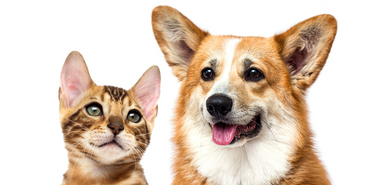 DOENÇA PERIODONTAL EM PETS, VOCÊ SABE O QUE É?